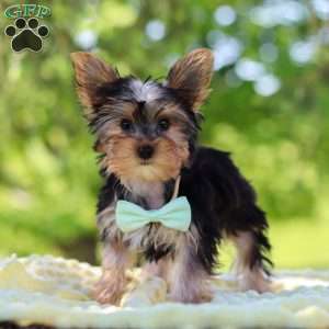 Ollie, Yorkie Puppy
